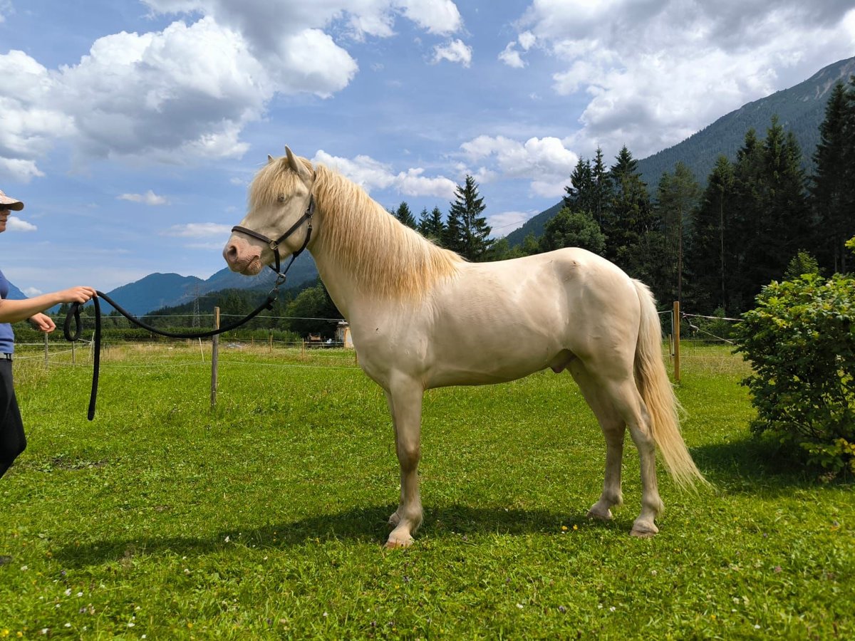 Islandpferd Wallach 4 Jahre 140 cm Cremello in Wei&#xDF;enbach a. Lech