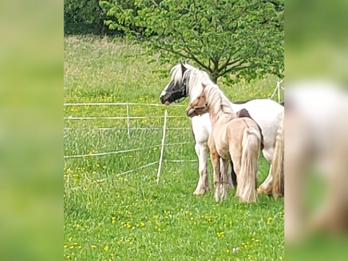 Islandpferd Wallach 4 Jahre 140 cm Falbe in Schotten