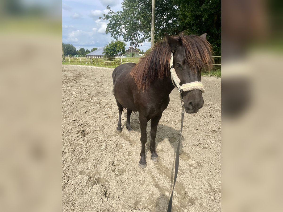 Islandpferd Wallach 4 Jahre 140 cm in Husum
