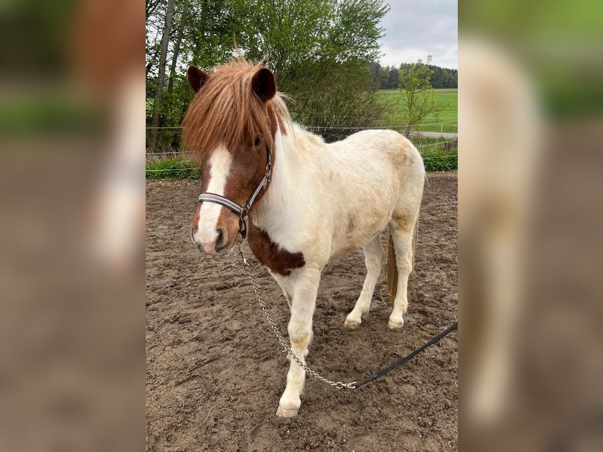 Islandpferd Mix Wallach 4 Jahre 140 cm Schecke in Triftern