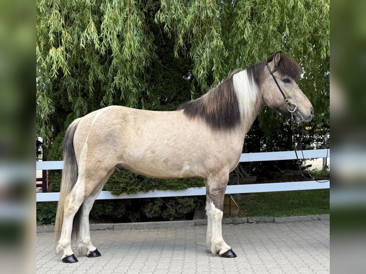 Islandpferd Wallach 4 Jahre 143 cm Schecke in Lochen am See