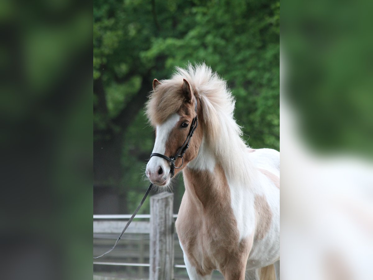 Islandpferd Wallach 4 Jahre 145 cm Schecke in Lingen