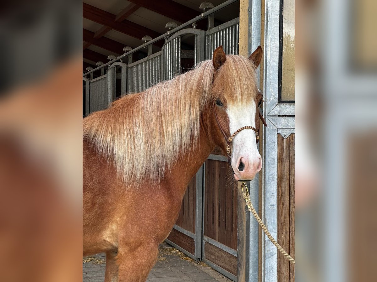 Islandpferd Wallach 4 Jahre 148 cm Fuchs in Lathen