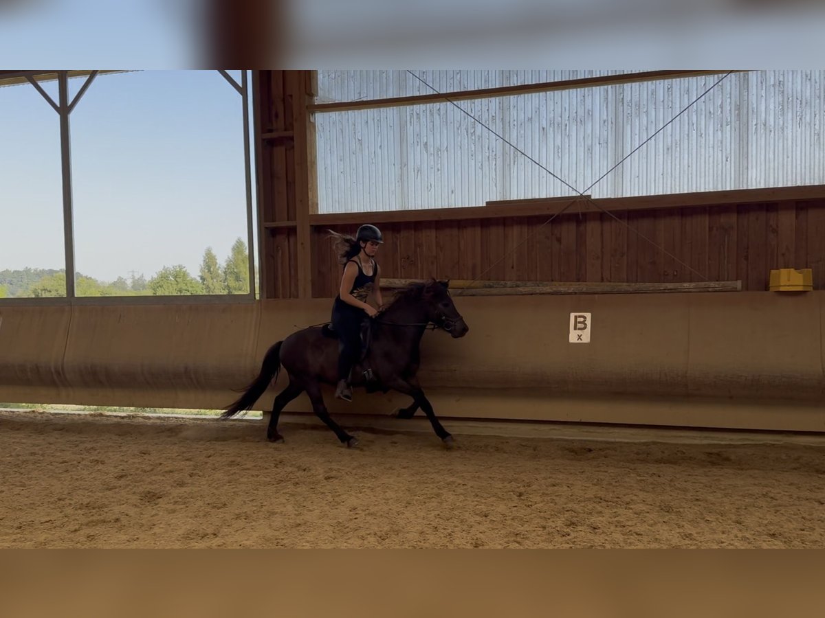 Islandpferd Wallach 5 Jahre 132 cm Rappe in Fronreute