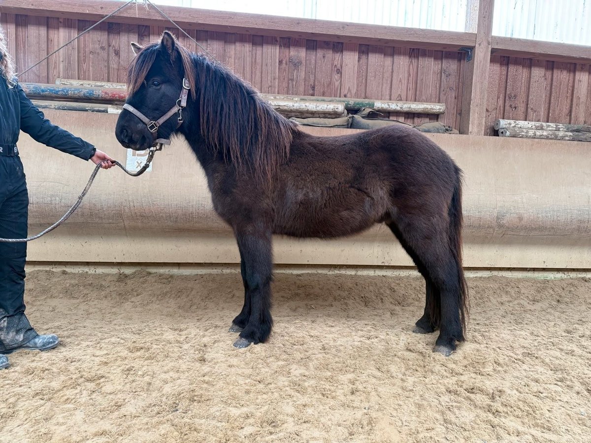 Islandpferd Wallach 5 Jahre 132 cm Rappe in Fronreute