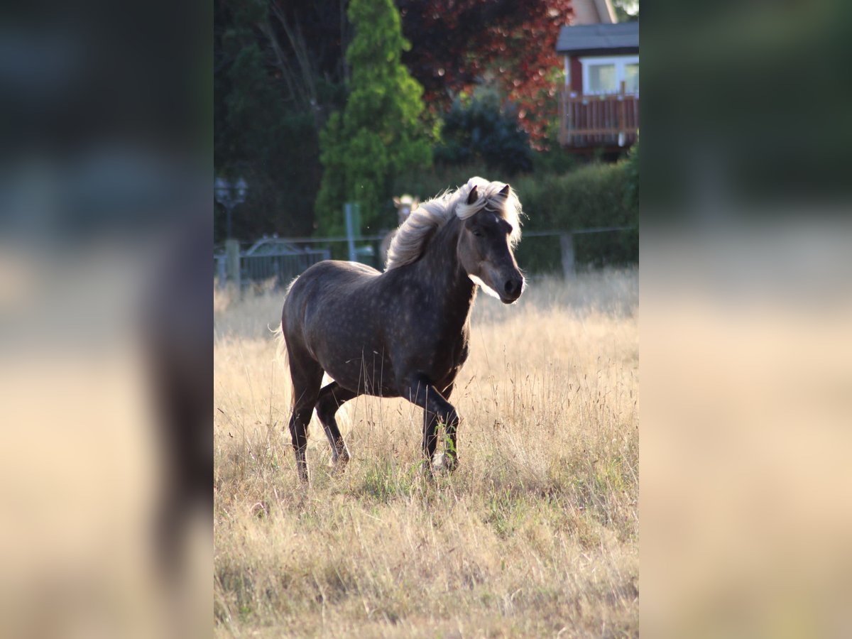 Islandpferd Wallach 5 Jahre 135 cm in Itzehoe