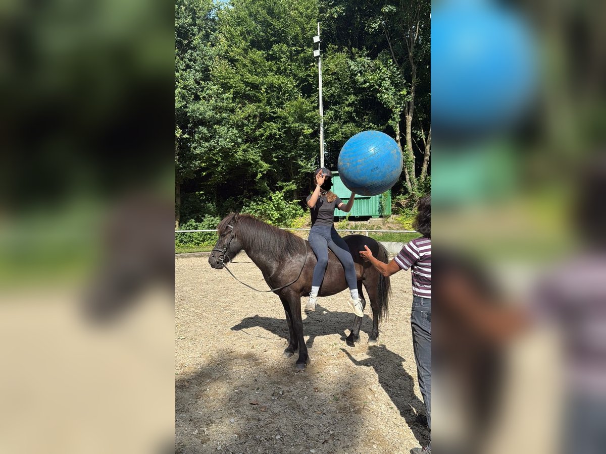 Islandpferd Wallach 5 Jahre 137 cm Rappe in Holzg&#xFC;nz