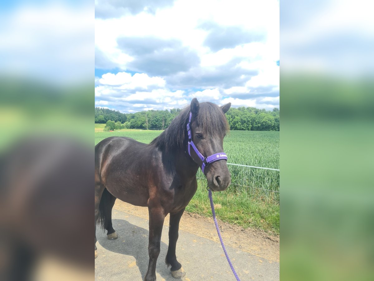 Islandpferd Wallach 5 Jahre 140 cm Rappe in Nidda