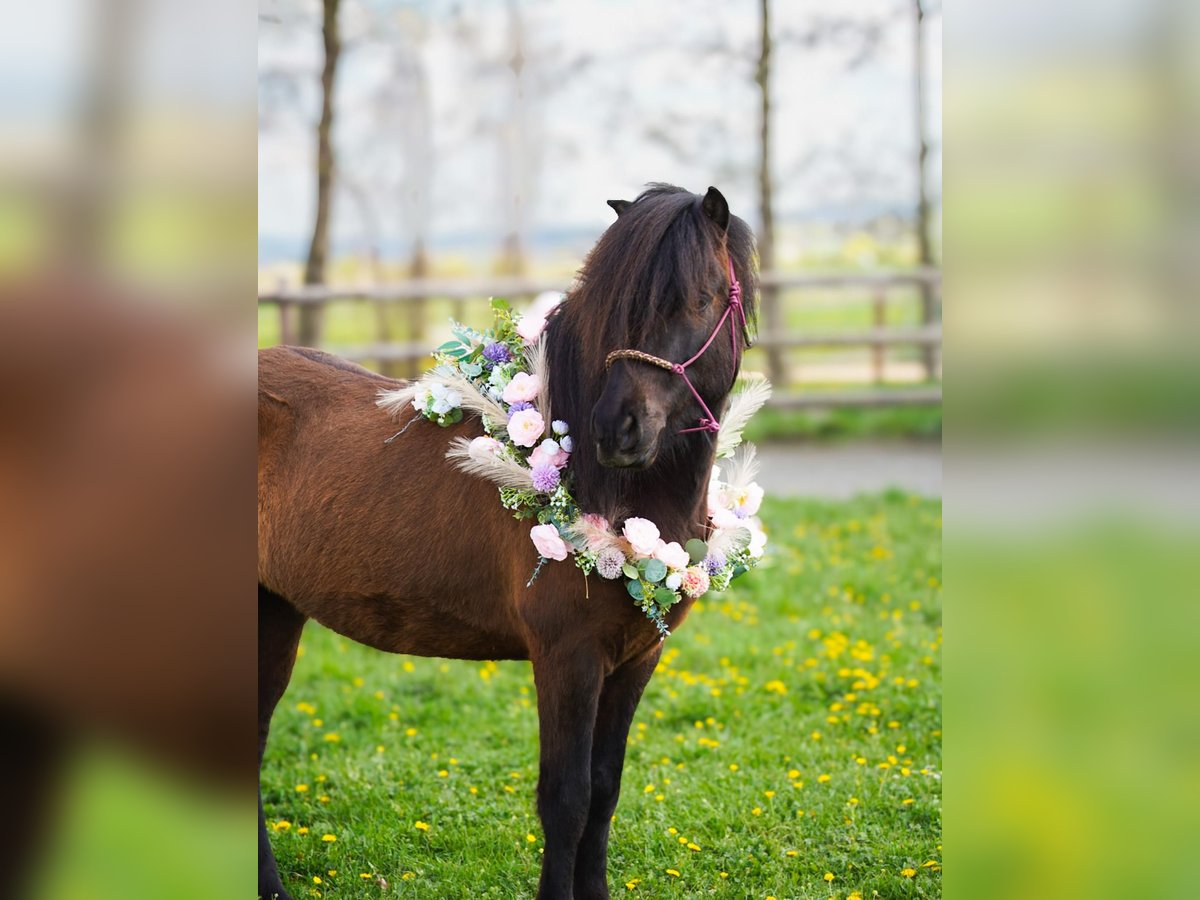Islandpferd Wallach 5 Jahre 143 cm Rappe in Euskirchen Islandpferd Wallach 5 Jahre 143 cm Rappe in Euskirchen