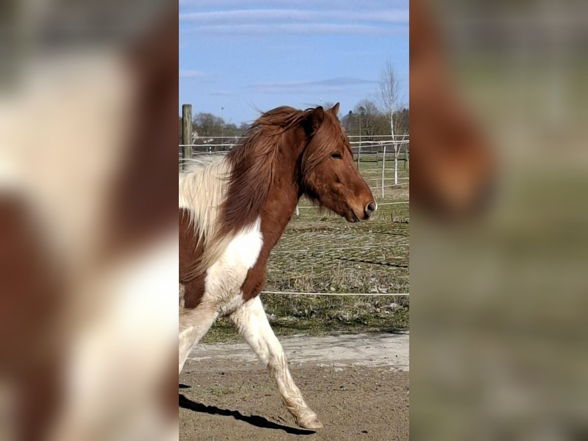 Islandpferd Wallach 5 Jahre 143 cm Schecke in Neu-UlmNeu-Ulm