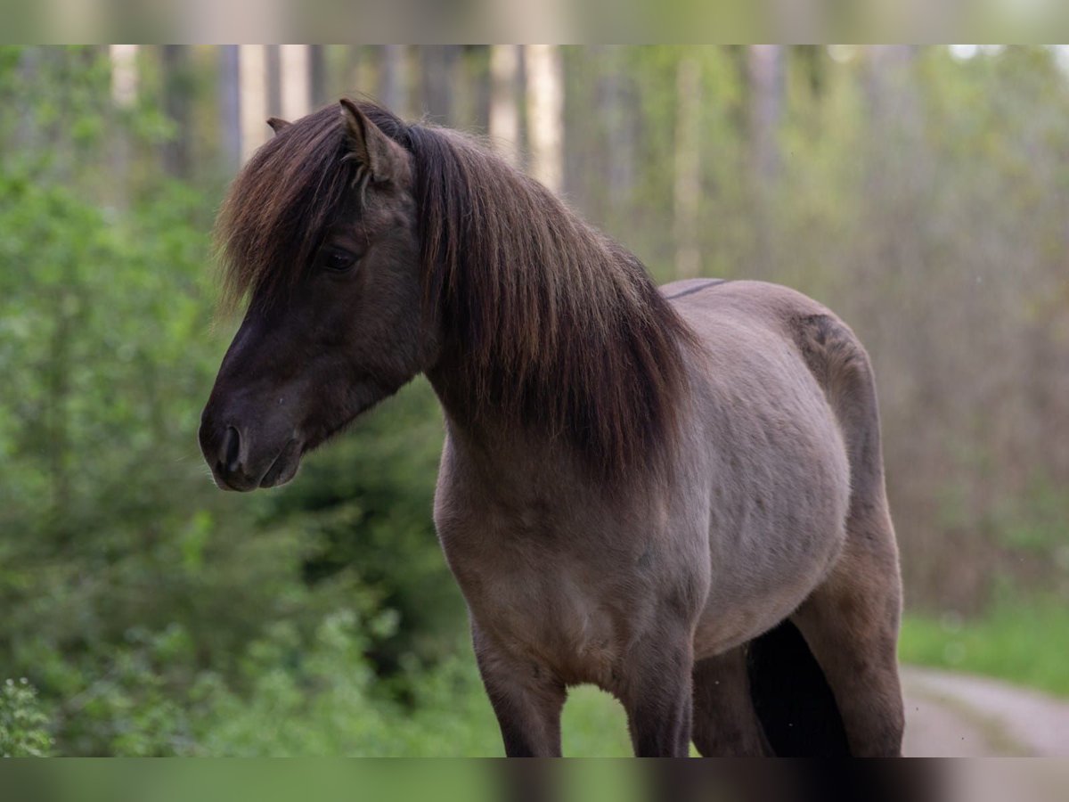 Islandpferd Wallach 5 Jahre 144 cm Falbe in Bobingen