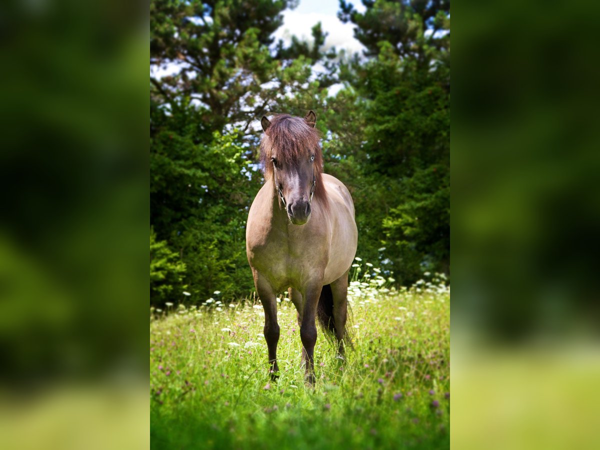 Islandpferd Wallach 5 Jahre 145 cm Falbe in Andorf