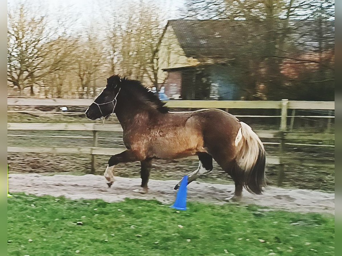 Islandpferd Wallach 5 Jahre 146 cm Falbe in Schafflund