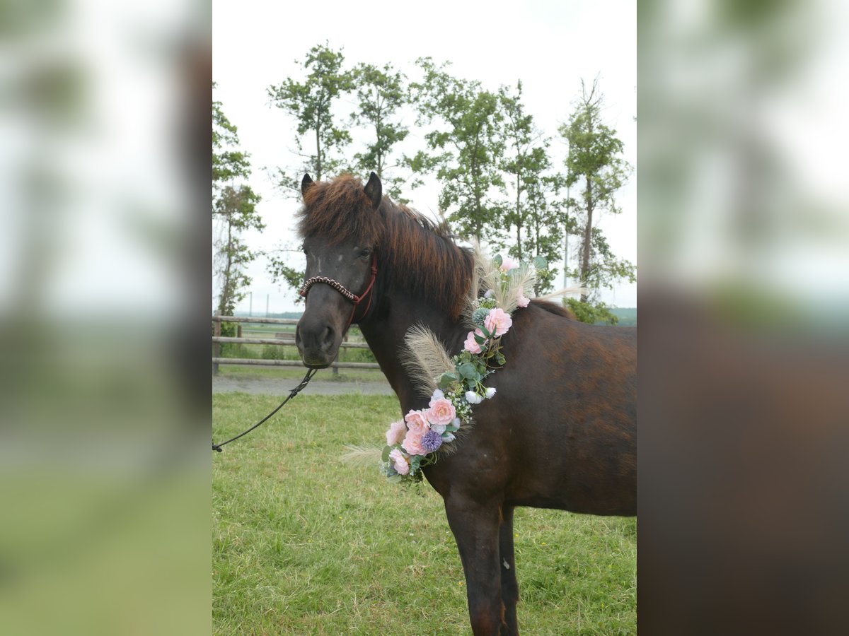 Islandpferd Wallach 5 Jahre 150 cm Rappe in Euskirchen Islandpferd Wallach 5 Jahre 150 cm Rappe in Euskirchen
