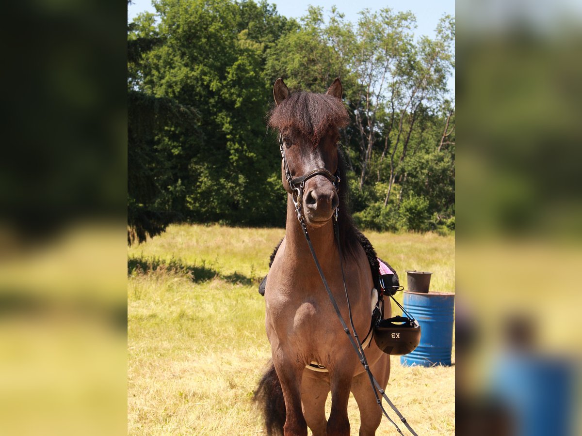Islandpferd Wallach 5 Jahre in Waldmohr
