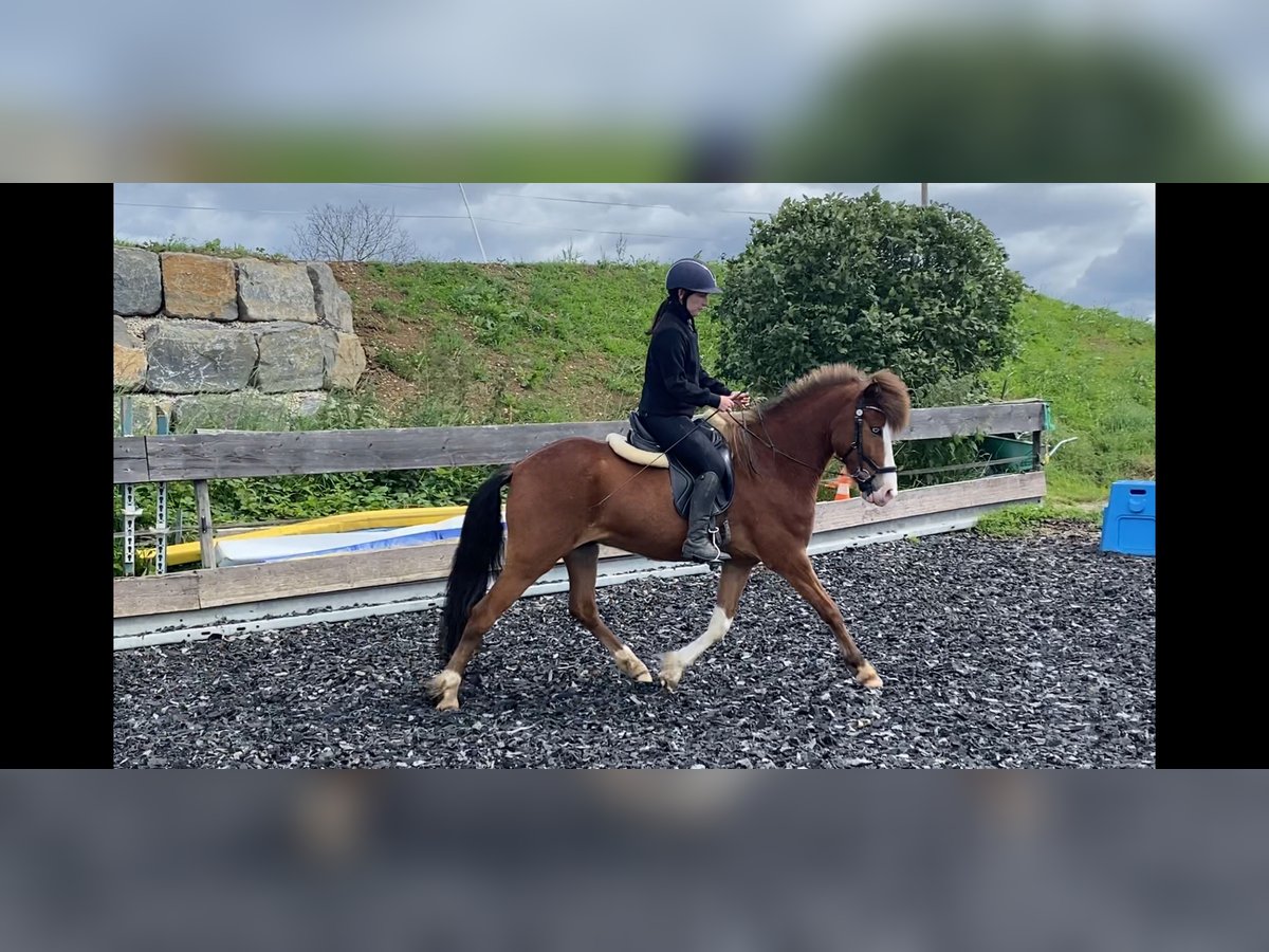 Islandpferd Wallach 5 Jahre Schecke in Weiskirchen