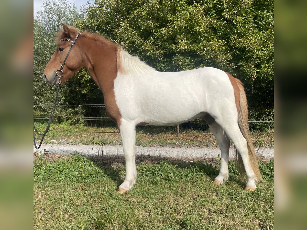 Islandpferd Wallach 6 Jahre 132 cm Schecke in Benneveld