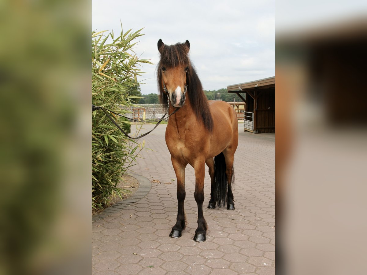Islandpferd Wallach 6 Jahre 138 cm Brauner in Soltau