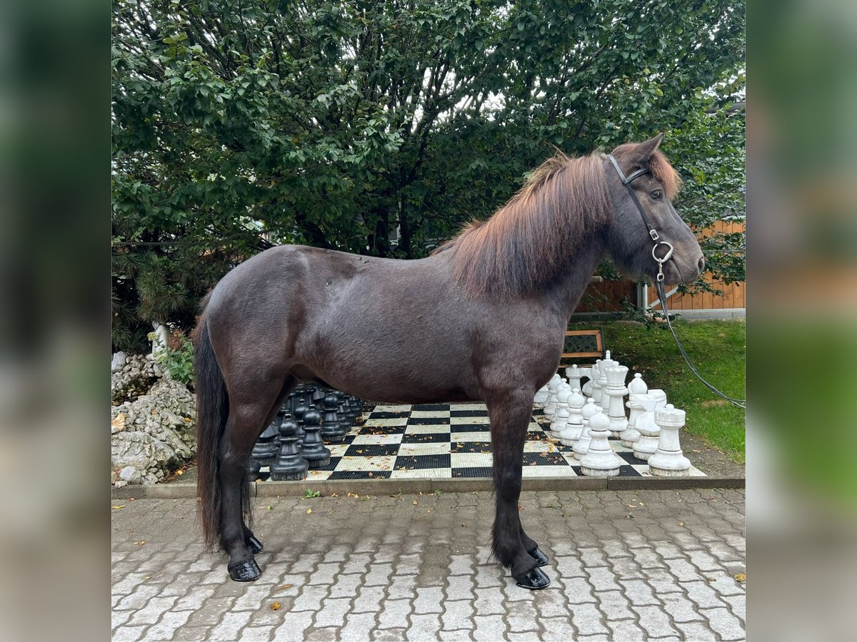 Islandpferd Wallach 6 Jahre 138 cm Rappe in Lochen am See