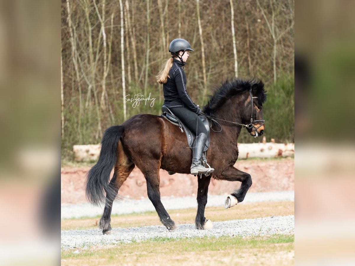 Islandpferd Wallach 6 Jahre 139 cm Brauner in Walshausen