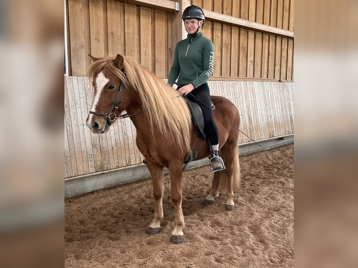Islandpferd Wallach 6 Jahre 140 cm Fuchs in Stuttgart Islandpferd Wallach 6 Jahre 140 cm Fuchs in Stuttgart