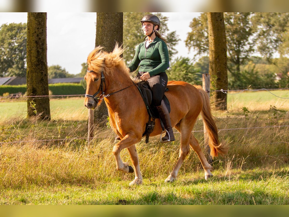 Islandpferd Wallach 6 Jahre 140 cm Fuchs in Eibergen