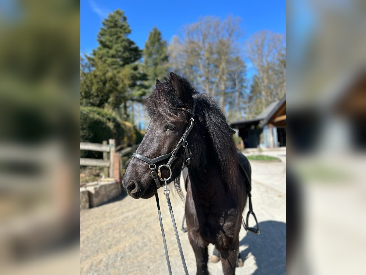 Islandpferd Wallach 6 Jahre 142 cm Rappe in Hamm