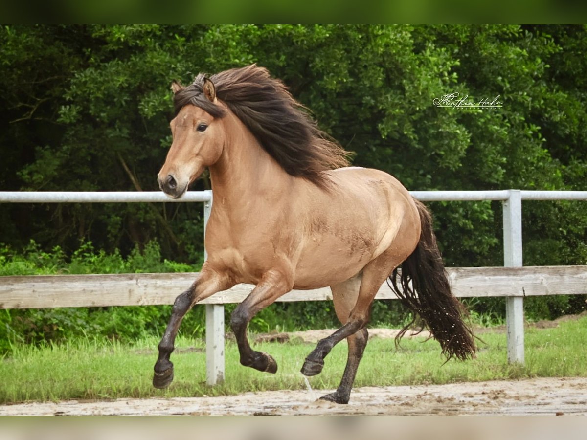 Islandpferd Wallach 6 Jahre 143 cm Falbe in Soltau