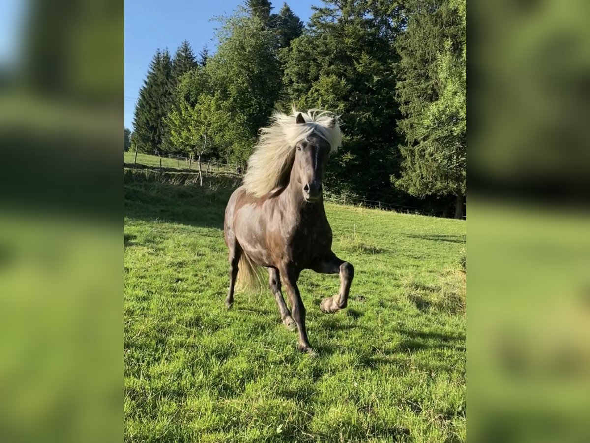 Islandpferd Wallach 6 Jahre 144 cm in Heimenkirch