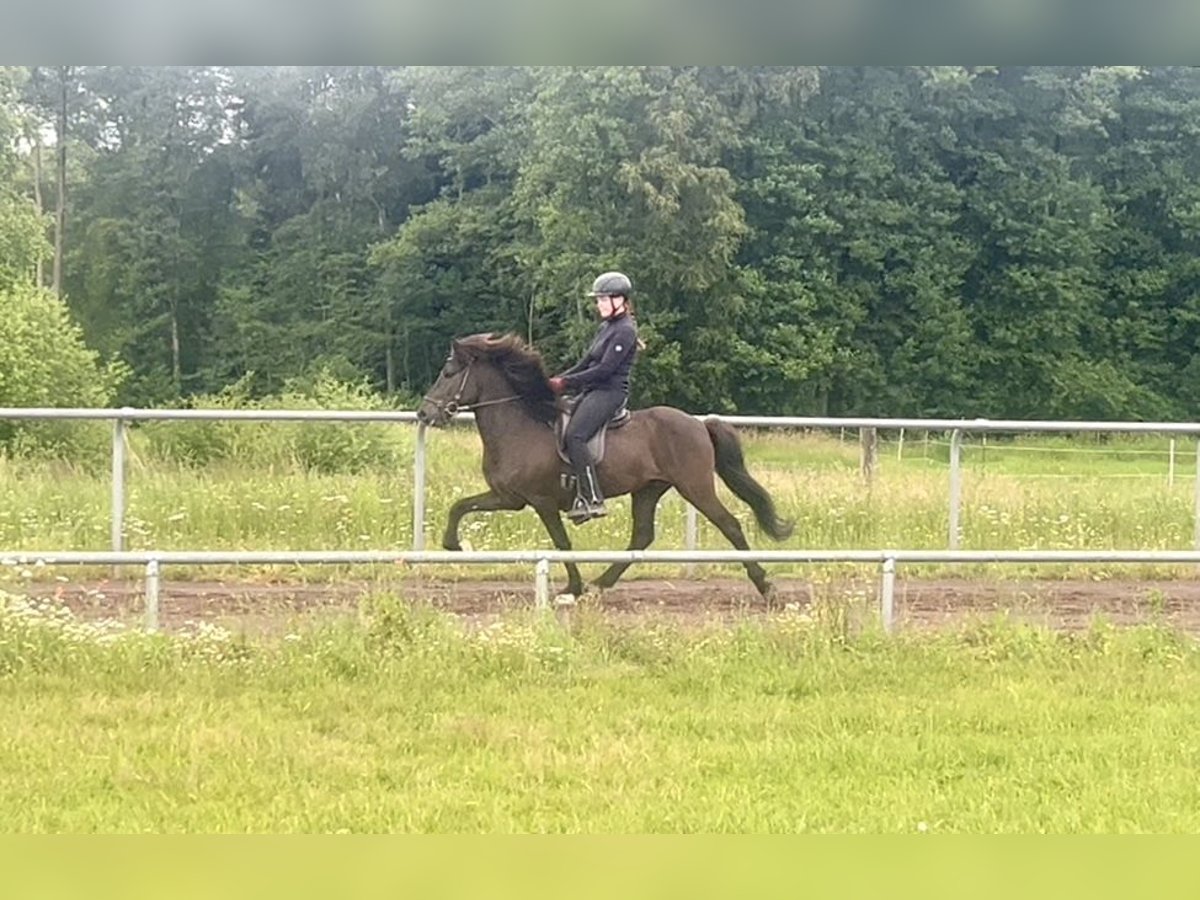Islandpferd Wallach 6 Jahre 145 cm Rappe in Soltau