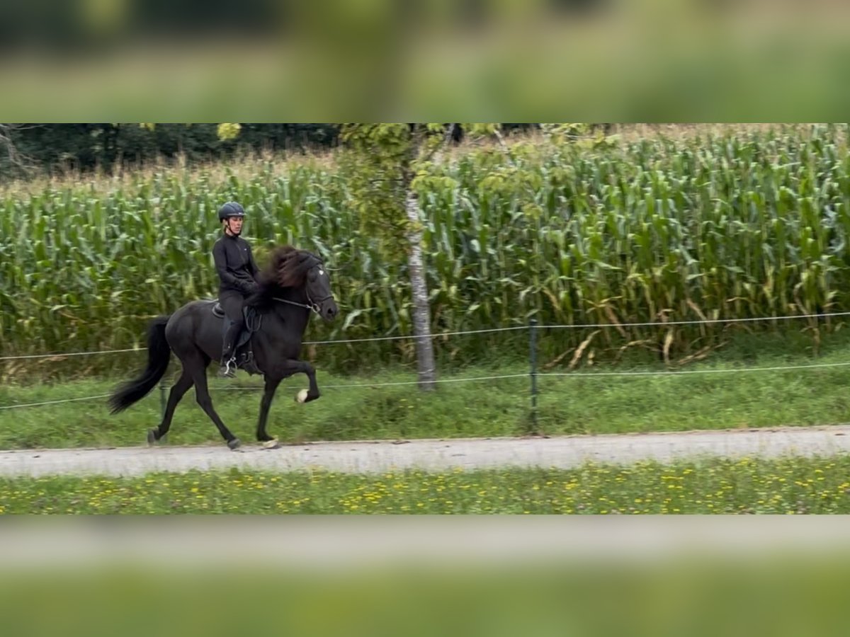 Islandpferd Wallach 6 Jahre 145 cm Rappe in Steinh&#xF6;ring