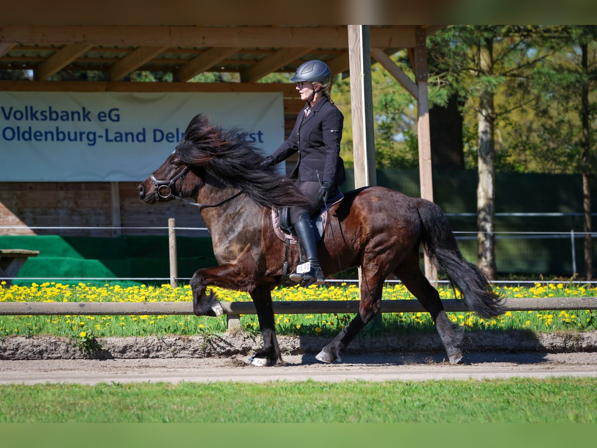 Islandpferd Wallach 6 Jahre 145 cm Rappe in Lienen
