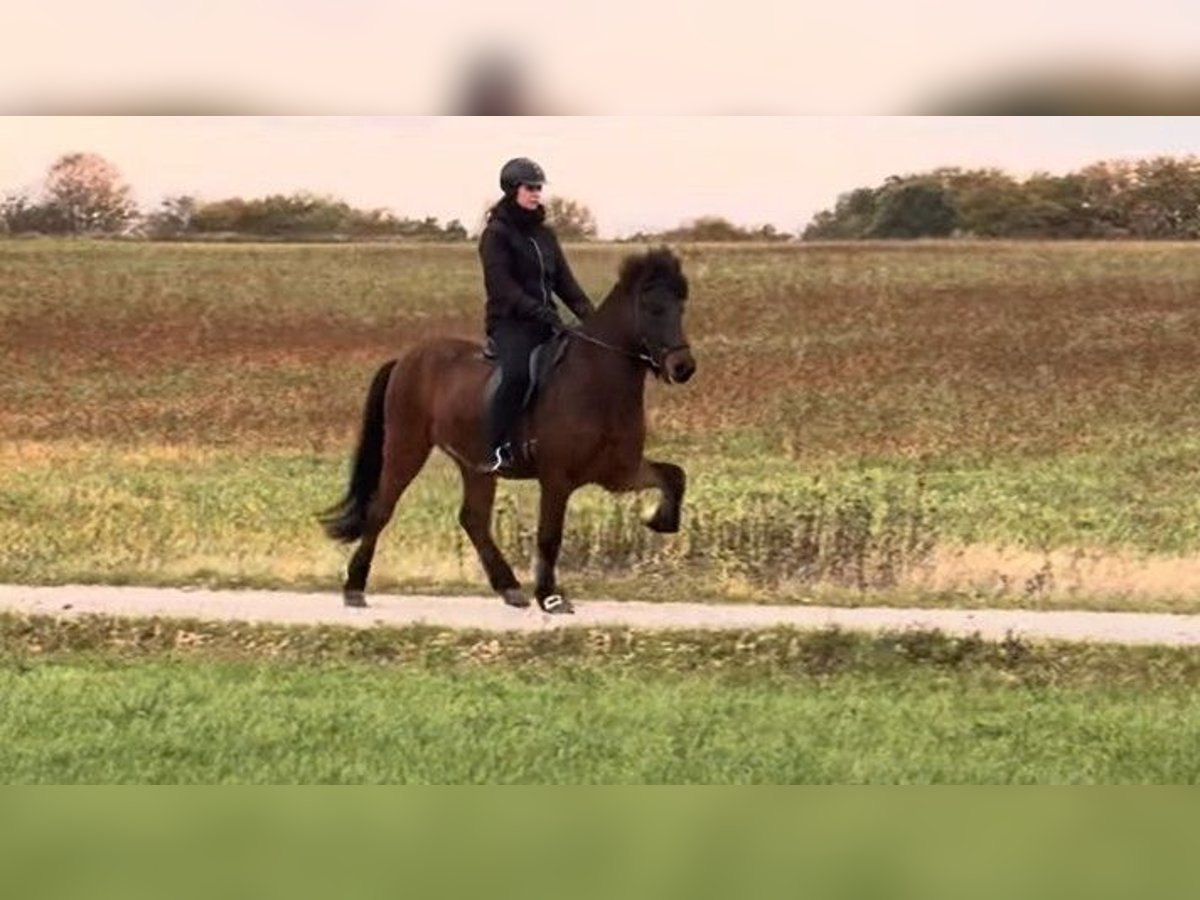 Islandpferd Wallach 6 Jahre 150 cm Brauner in Schneverdingen