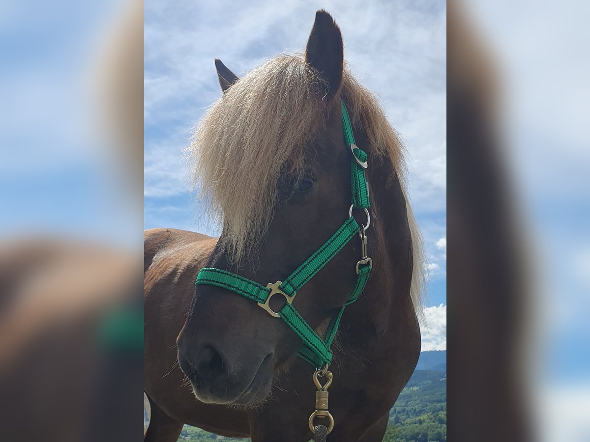 Islandpferd Wallach 6 Jahre Fuchs in Payerbach