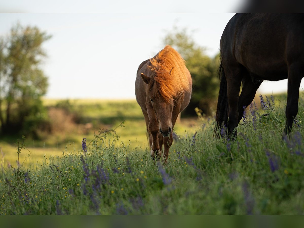 Islandpferd Wallach 6 Jahre Fuchs in Rosenberg