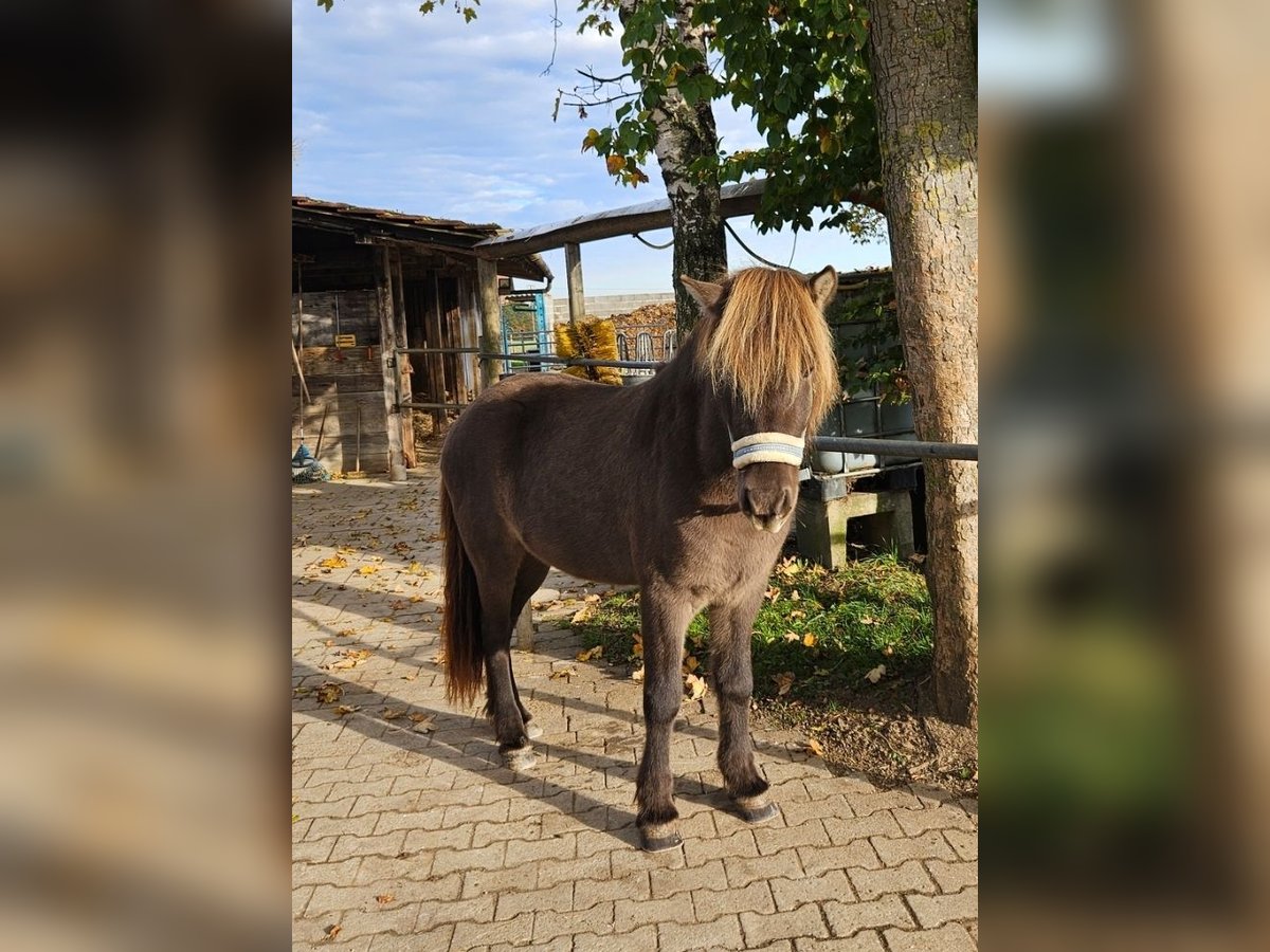 Islandpferd Wallach 7 Jahre 135 cm in G&#xF6;ppingen
