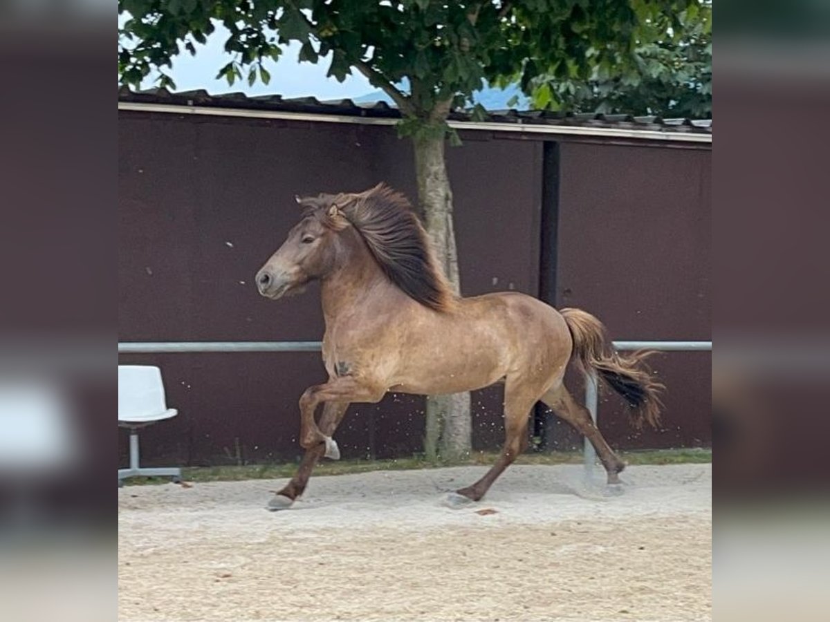 Islandpferd Wallach 7 Jahre 135 cm in G&#xF6;ppingen