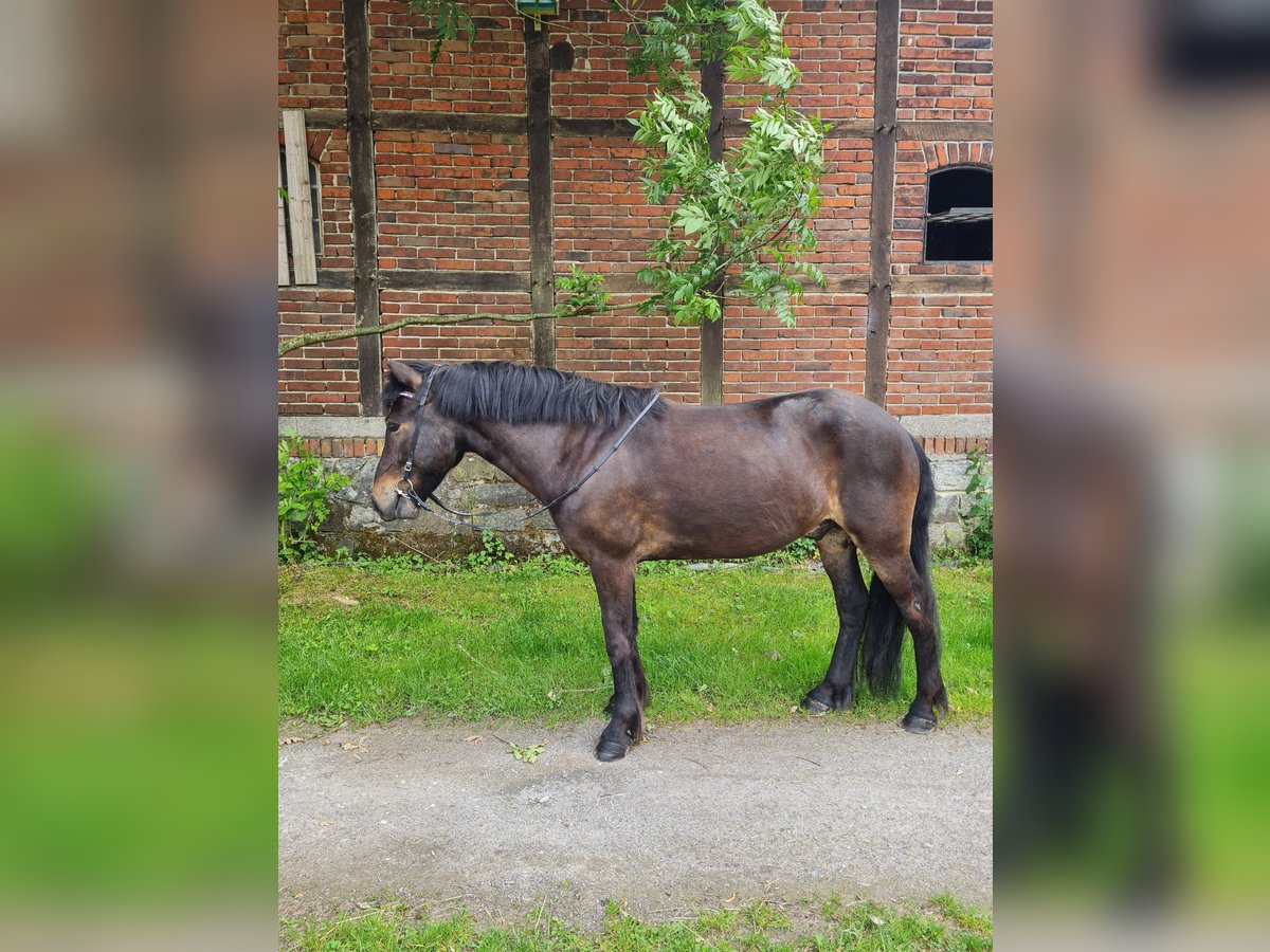 Islandpferd Wallach 7 Jahre 136 cm Dunkelbrauner in Warendorf