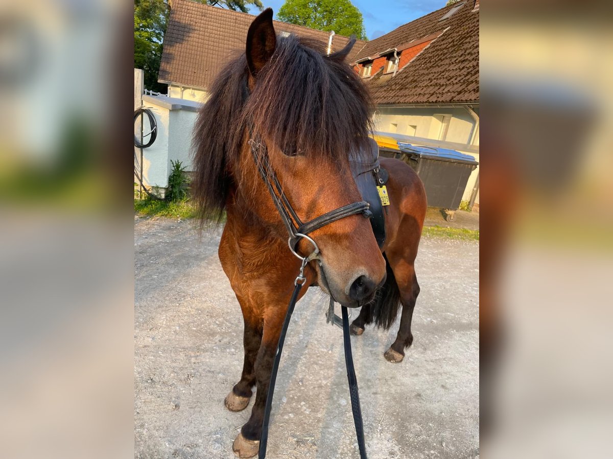 Islandpferd Wallach 7 Jahre 136 cm in Br&#xFC;ggen