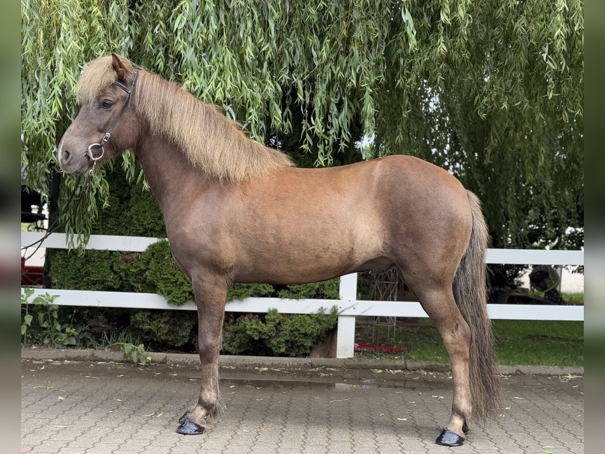 Islandpferd Wallach 7 Jahre 138 cm Dunkelfuchs in Lochen am See