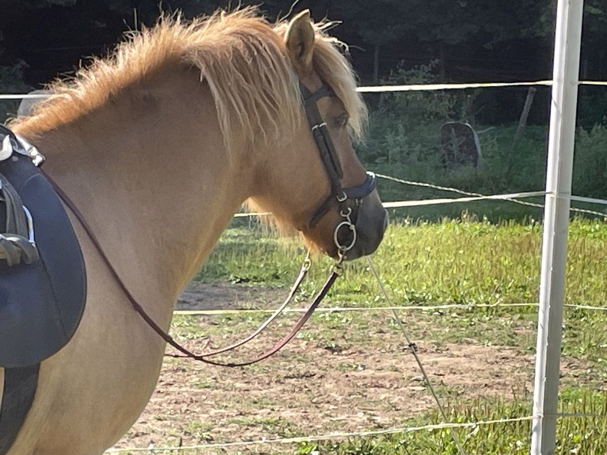 Islandpferd Wallach 7 Jahre 138 cm Falbe in Oberotterbach