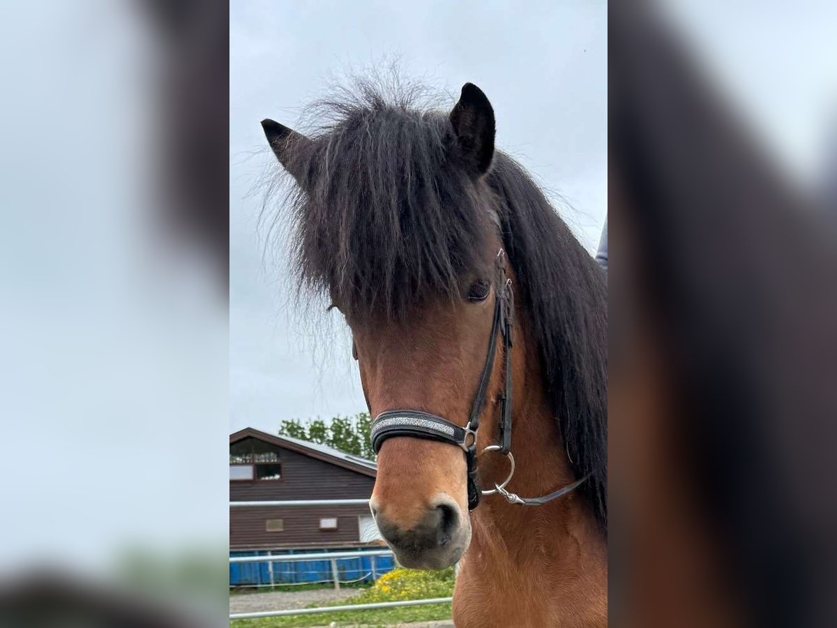 Islandpferd Wallach 7 Jahre 140 cm Brauner in Selfossi