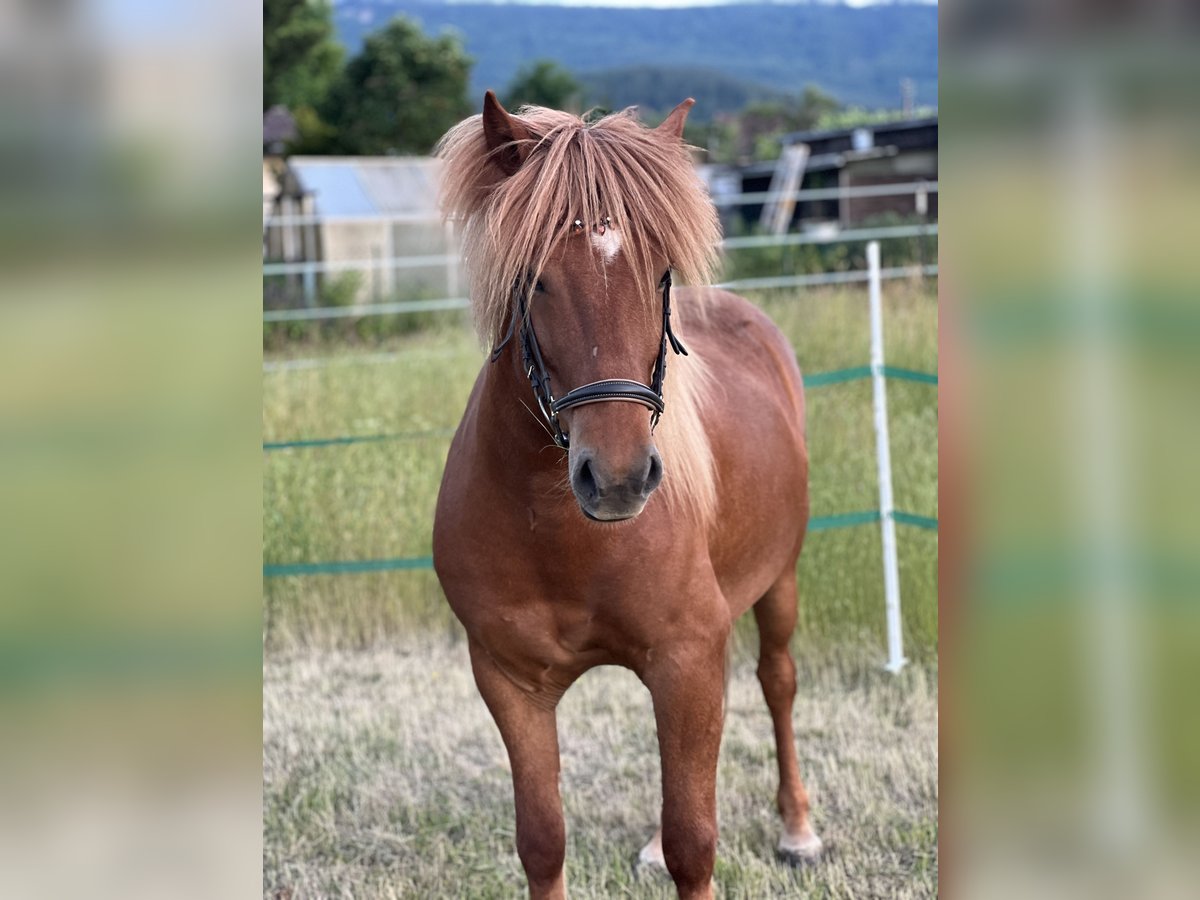 Islandpferd Wallach 7 Jahre 142 cm Fuchs in WanfriedWanfried