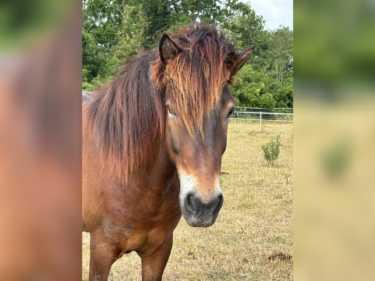 Islandpferd Wallach 7 Jahre 144 cm Brauner in Lassee