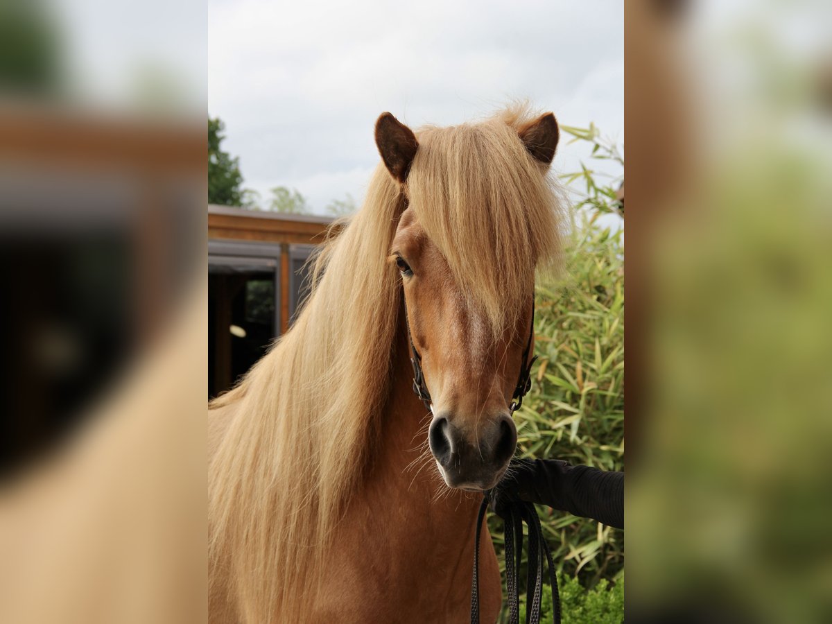 Islandpferd Wallach 7 Jahre 144 cm Falbe in Soltau