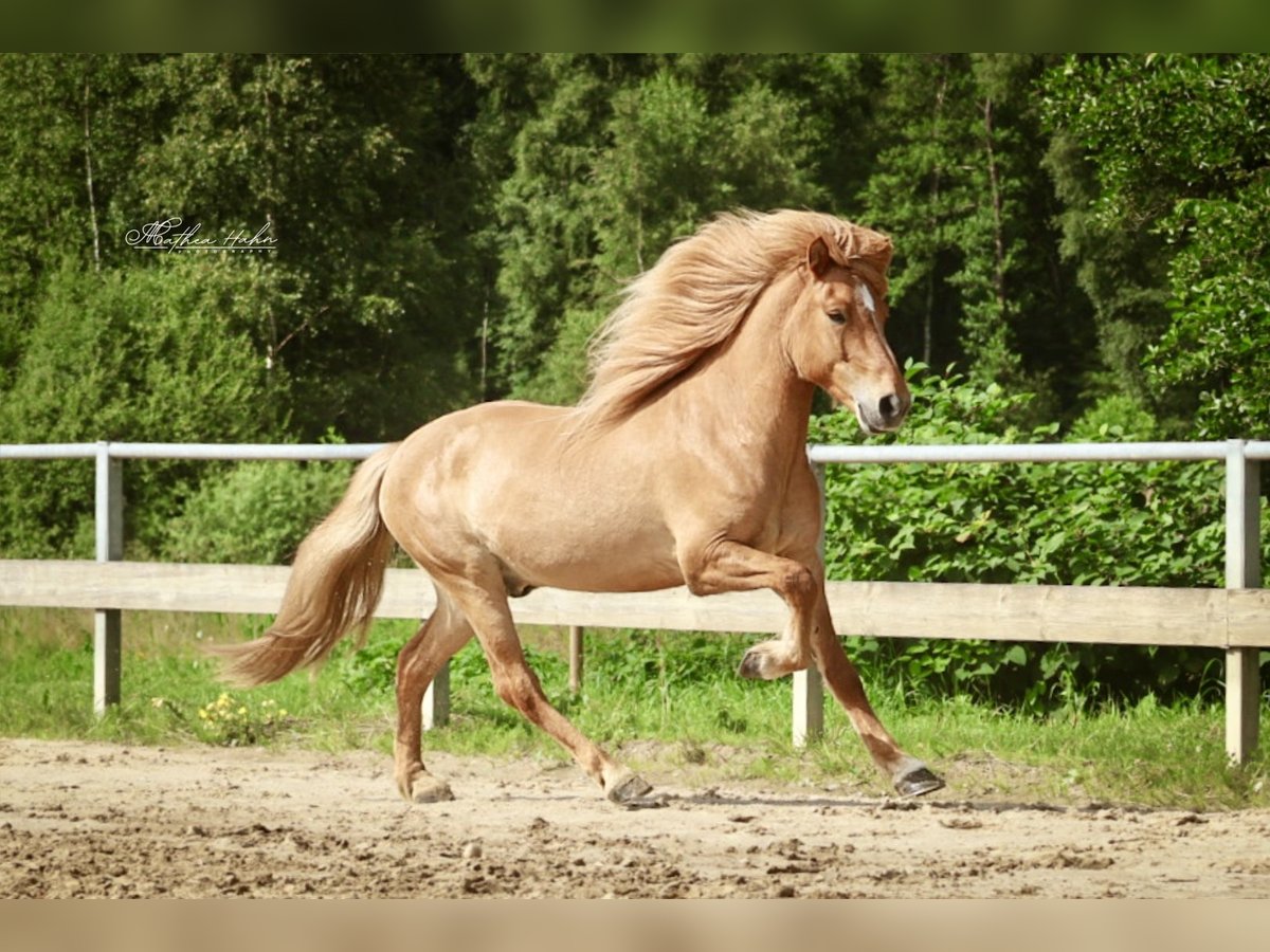 Islandpferd Wallach 7 Jahre 144 cm Falbe in Soltau