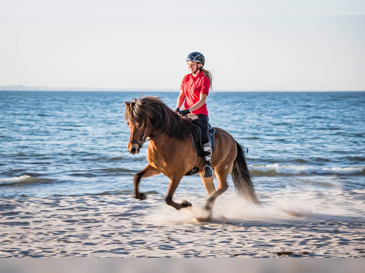 Islandpferd Wallach 7 Jahre 145 cm Brauner in Lehmrade
