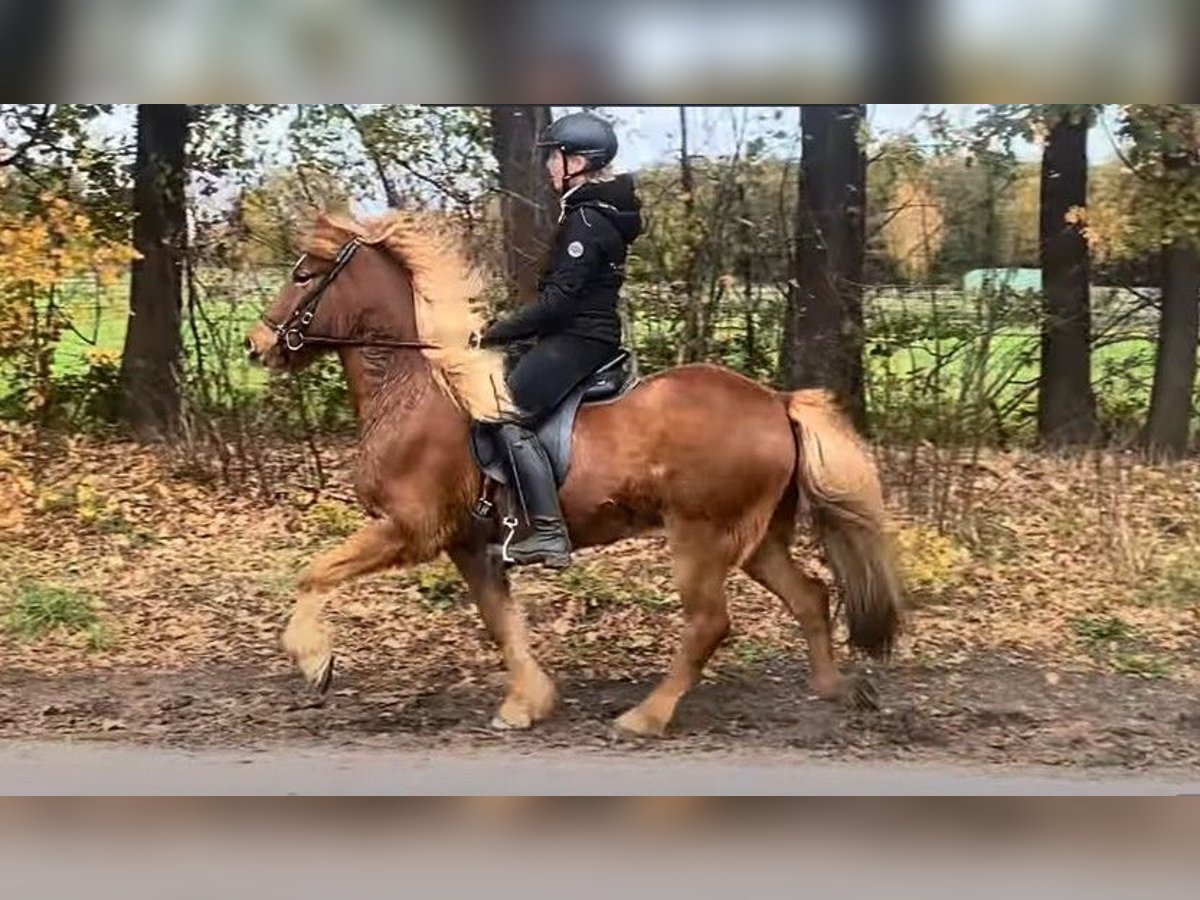 Islandpferd Wallach 7 Jahre 145 cm Fuchs in Schneverdingen