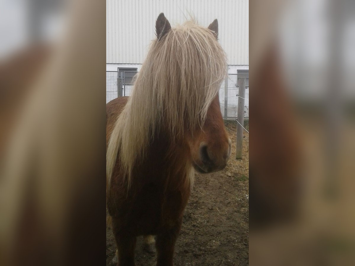 Islandpferd Wallach 7 Jahre 150 cm Fuchs in Langschwarza