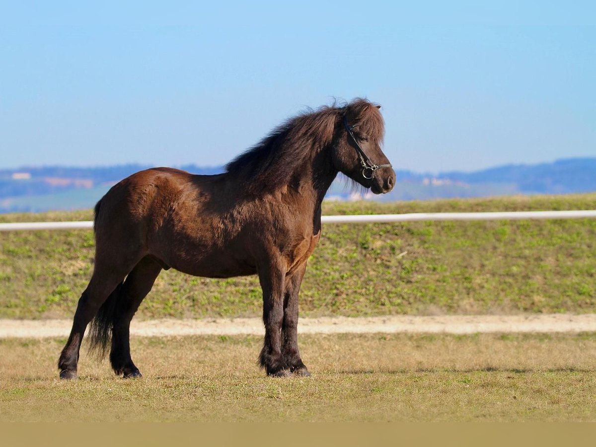 Islandpferd Wallach 7 Jahre 150 cm Rappe in Andorf
